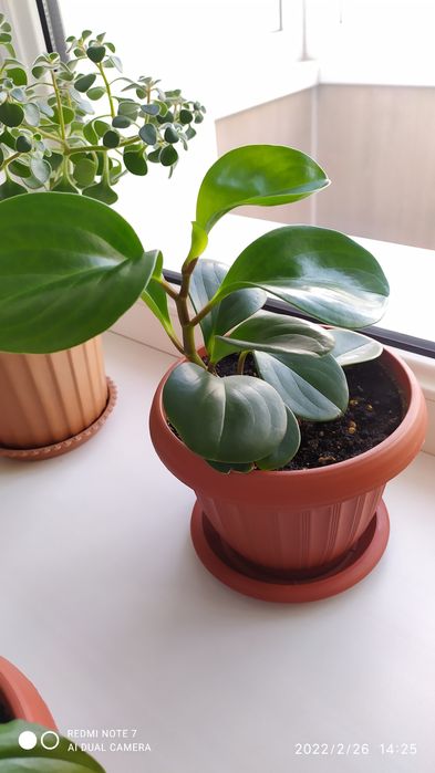 Продам комнатные цветы