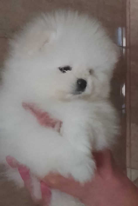 Baietel cu pedigree superb