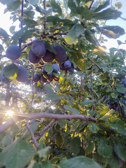 Prune Stanly și Darjan