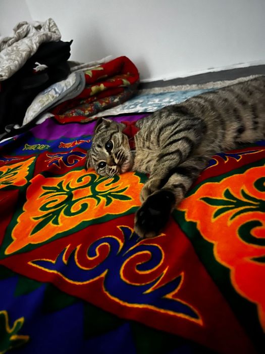 Кошка очень милая