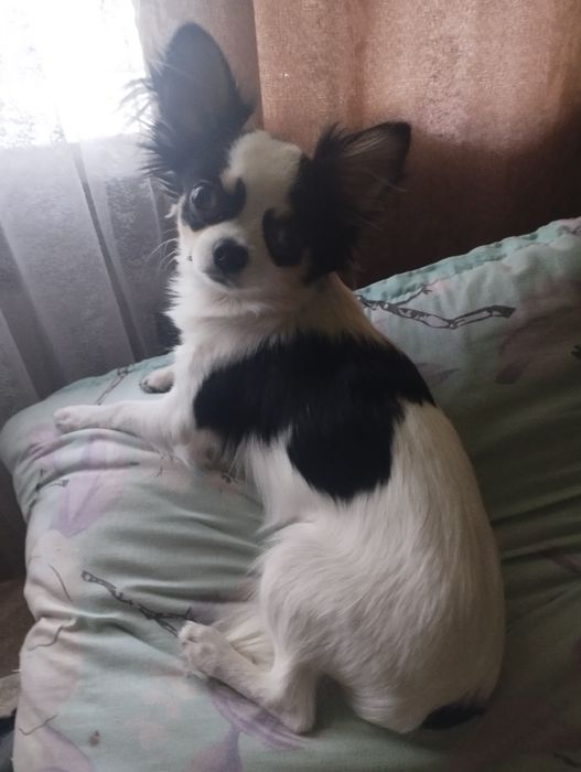 Чихуахуа вязка роки