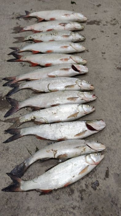 Рыбалка, стриммеры. Искусственные приманки для ловли Жереха.