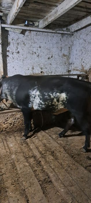Buqa sotiladi honadonda boqilgan