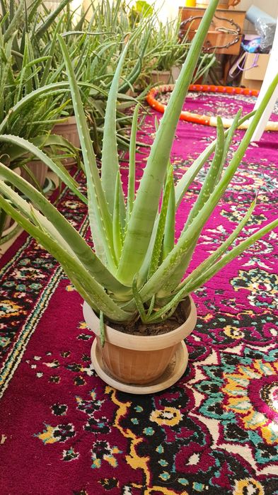 Алоэ лечебные - 5пяти, 7семилетние.