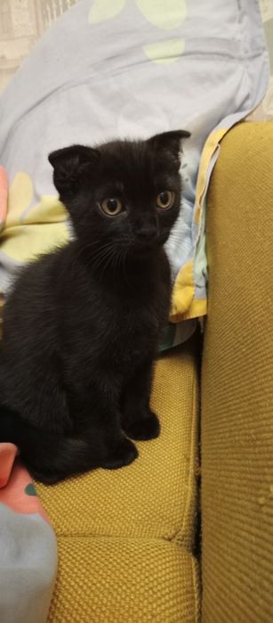 Продам породистого котенка