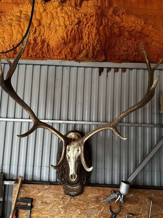 Trofeu animal sălbatic