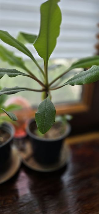 Молочай гребенчатый комнатное растение