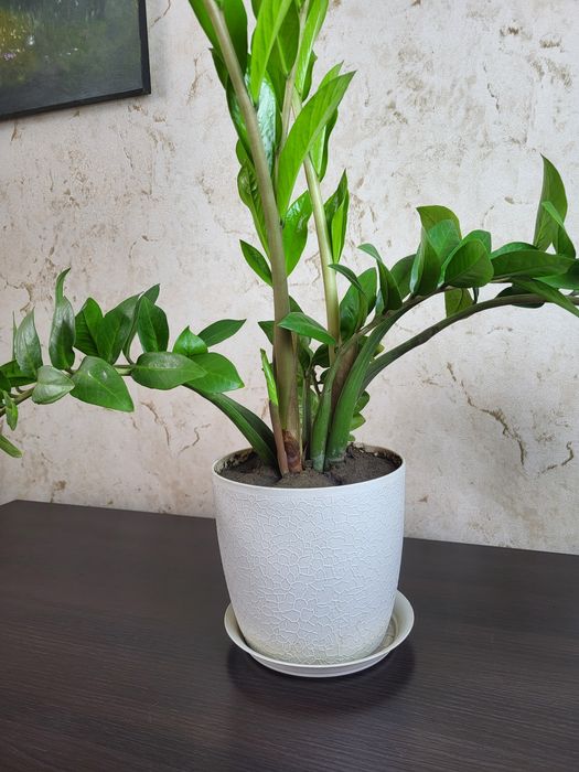 Замиакулькас , бугенвилии