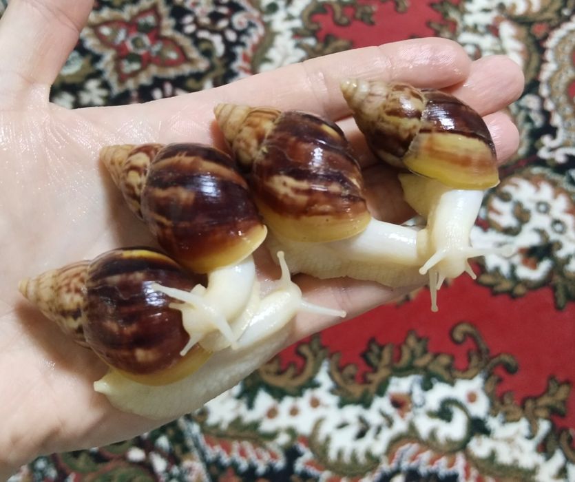 улитка ахатина Фулика альбинос и Пантерка, fulika panterka. Optom