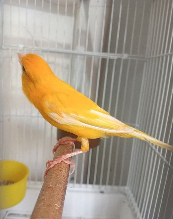Kanareka limon nar bez petno sotiladi