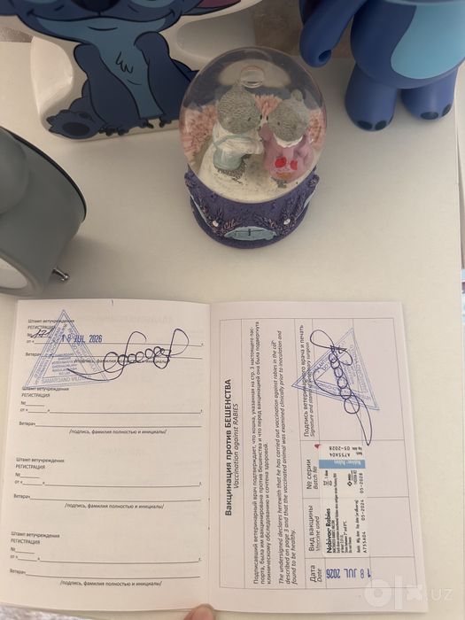 Скотиш Фолд 5 месяцев