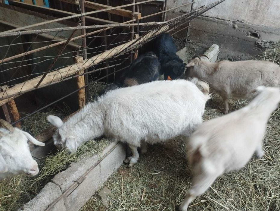 Заанен ешкілері лақтарымен