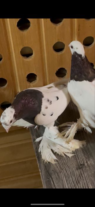 Черный капкан голуби