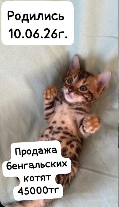 Продам бенгальских котят