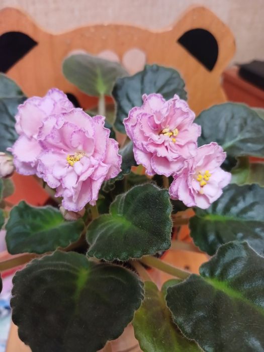 Цветущие фиалки  3000тг