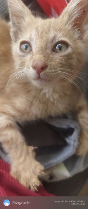 Рыжик котенок возраст 2мес