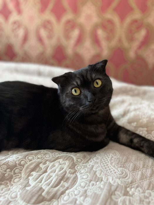 Шотландский вислоухий кот