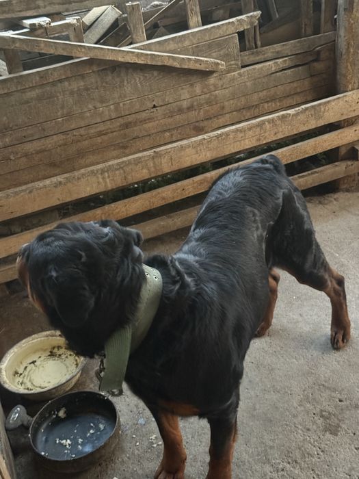 Родословный ротвейлер