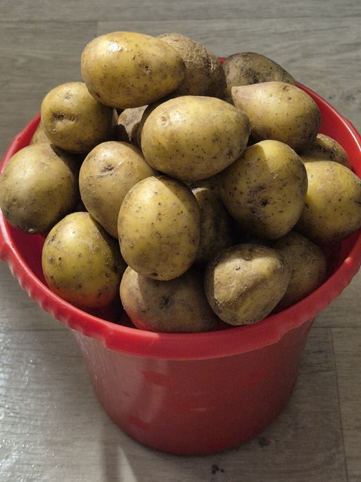 Продам картофель домашний