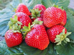 Stoloni de capsuni Vibrant, Rumba, Clery, Joly, Florence, Honeoye Asia