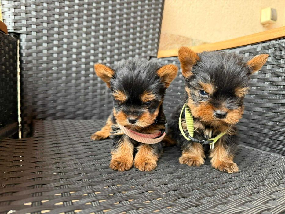 Мини Йоркширски териер Актуално от 29.12.2025