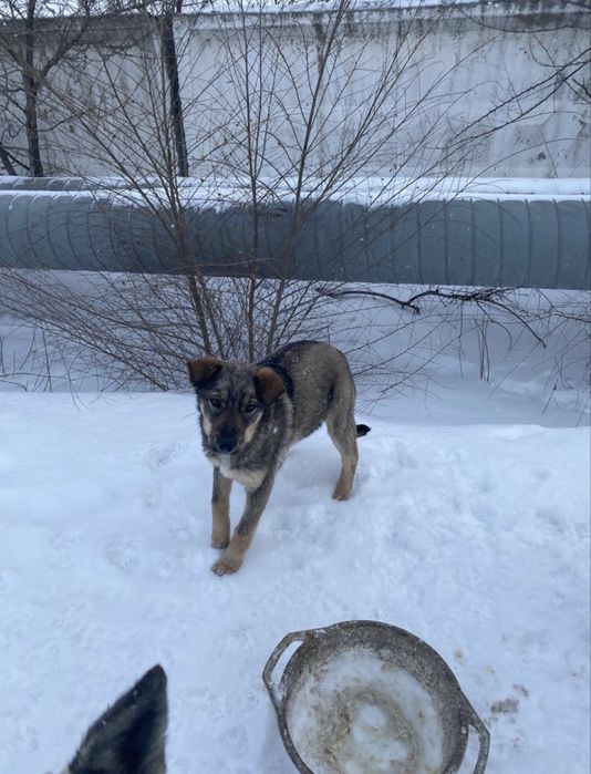 Щенята ищут дом!