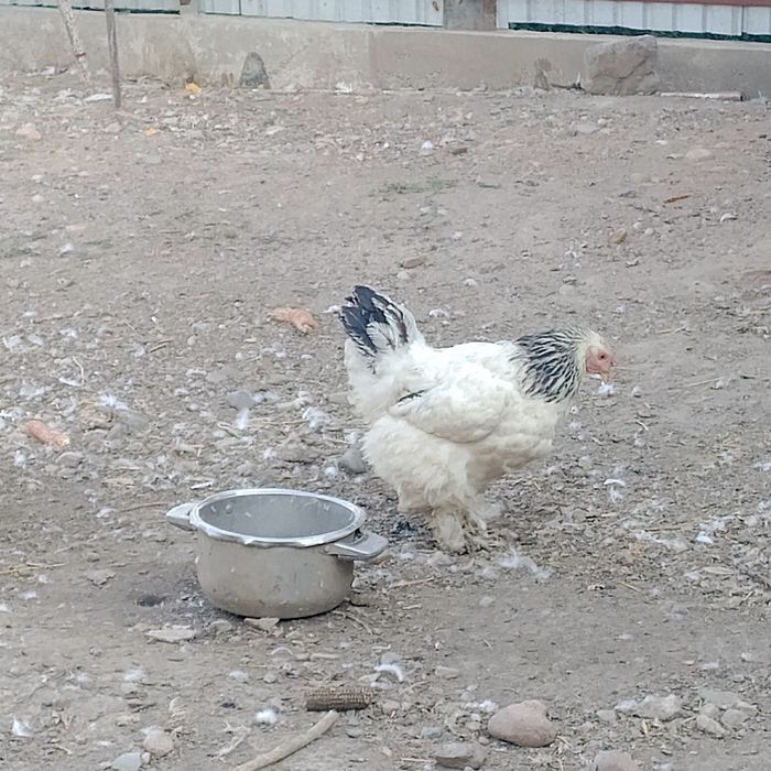 Продам курицу брамы