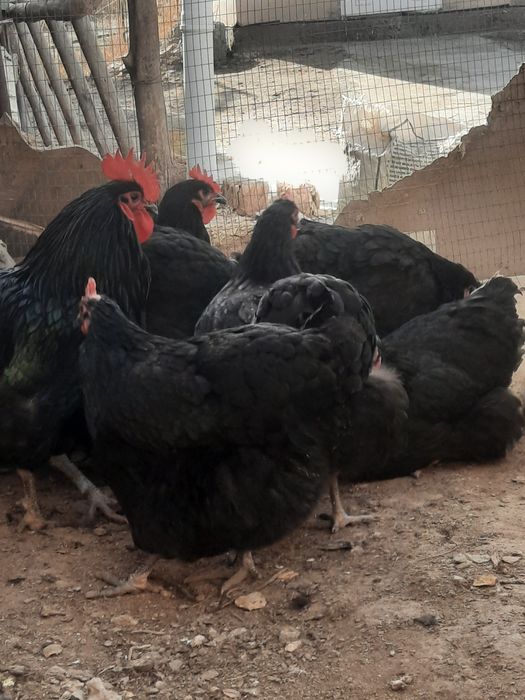 Жерсий тауыклары сатылады.