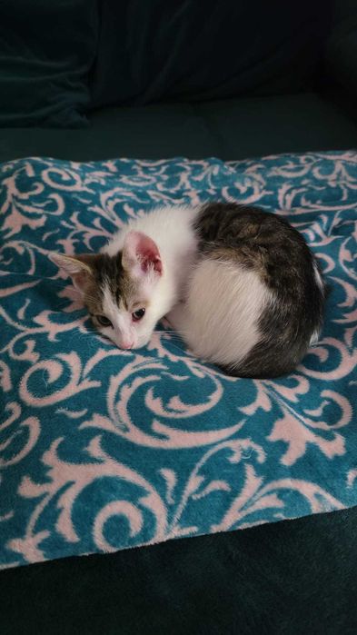 adoptie Charlie
