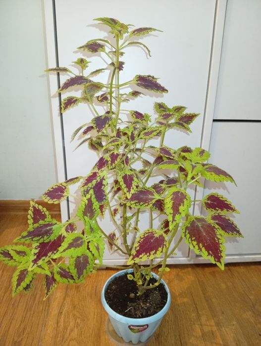 Колеус 3000 тенге