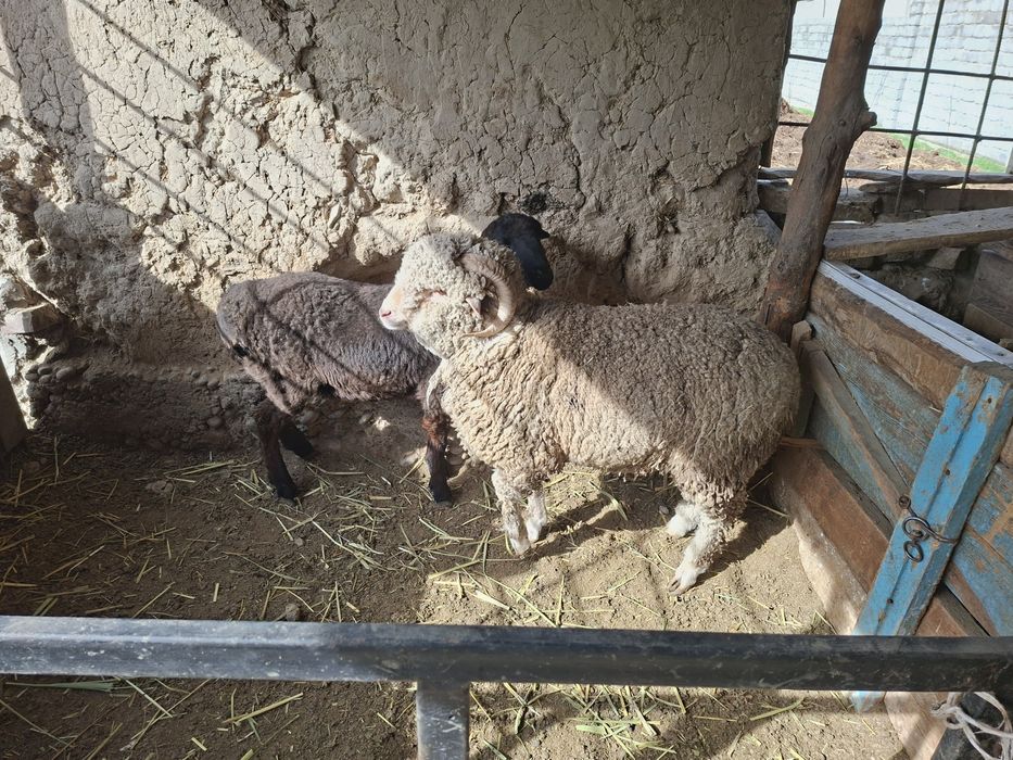 Тоқтылар сатылады