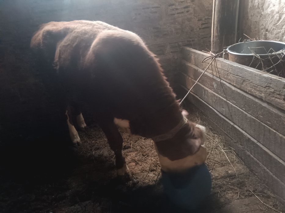 Продам двоих быков