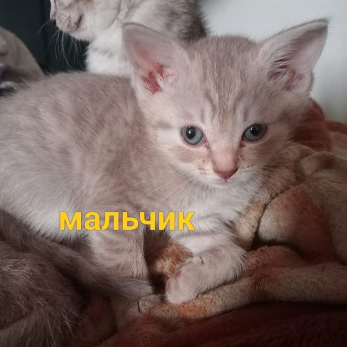 Шотландские котята