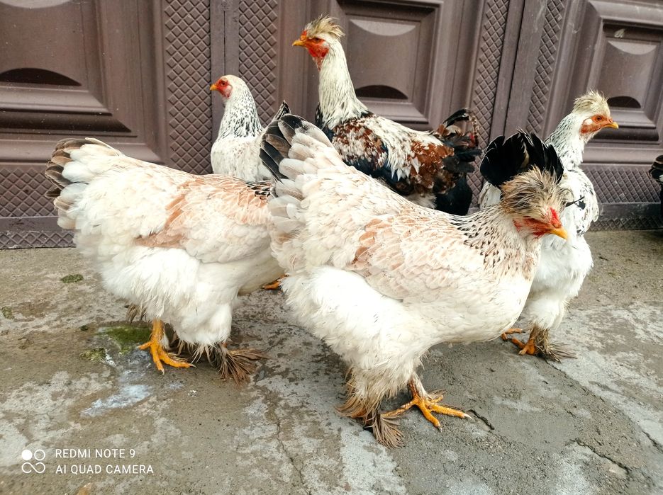 Брама товук тухумлари  сотилади