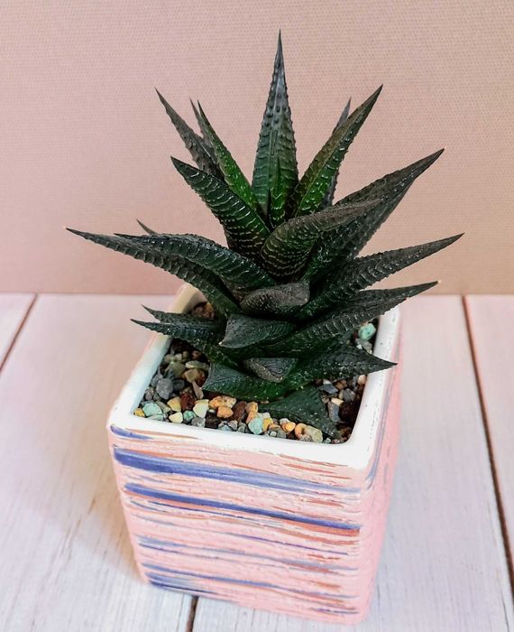 Хавортия лимолистная