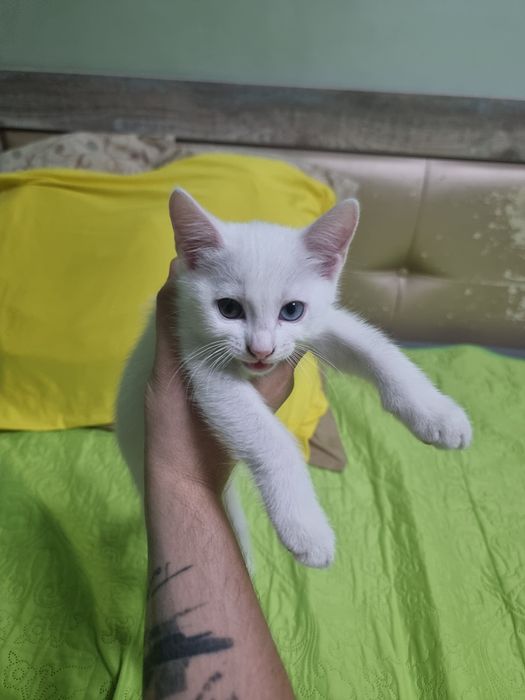 Отдам красивейших котят