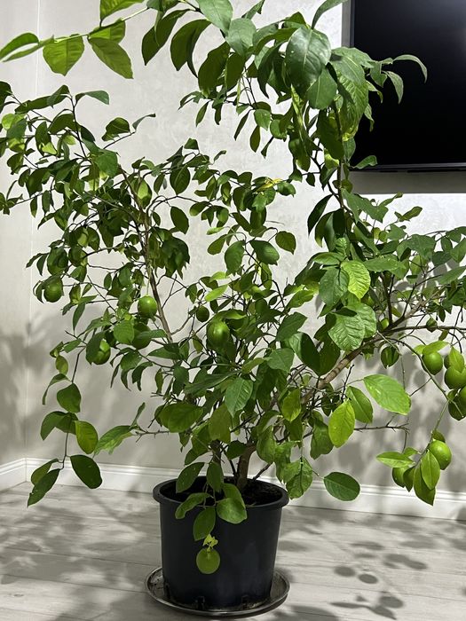 Домашнее лимонное дерево с плодами