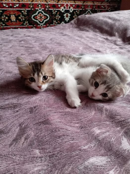 Отдам котят бесплатно