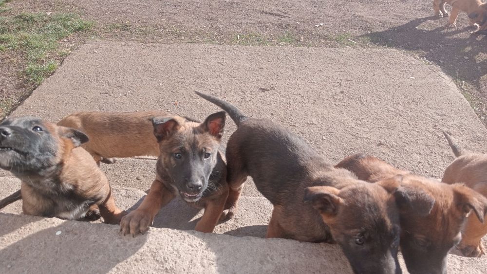 Бельгийская овчарка күшіктер сатылады