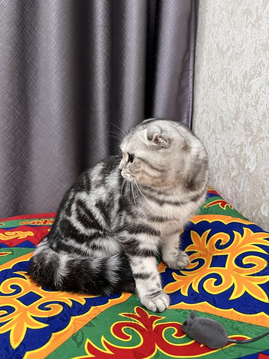 Котята шотландская вислоухая