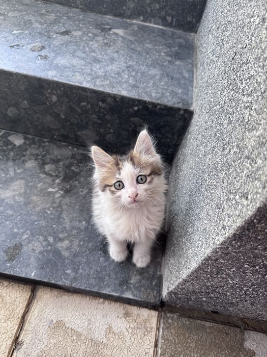 Котенок 2 месяца
