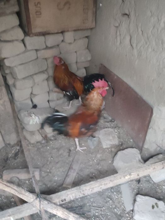 Продаются Молодые красные Петухи