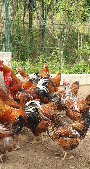 Ouă pentru incubat Pita Pinte Porțelan