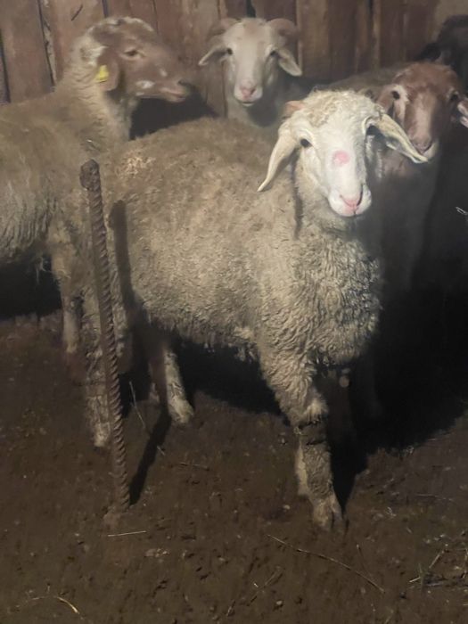 Токты бараны кой