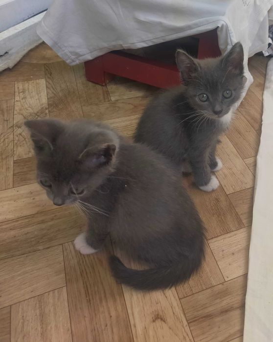 Бесплатно котята мальчики