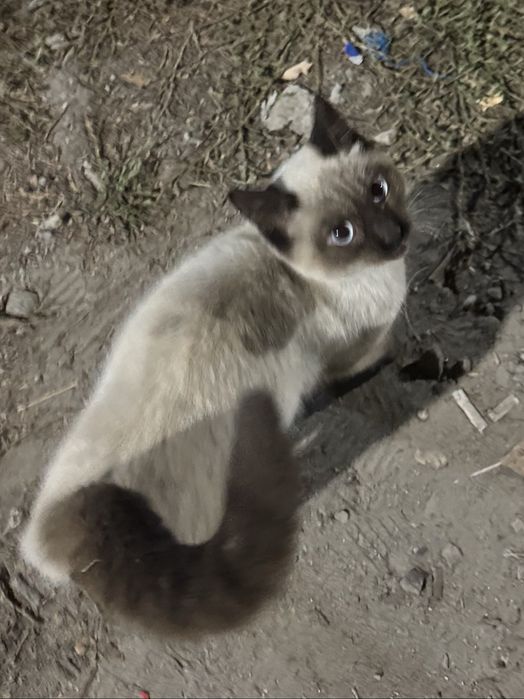 Тайский кот / Сиамский кот