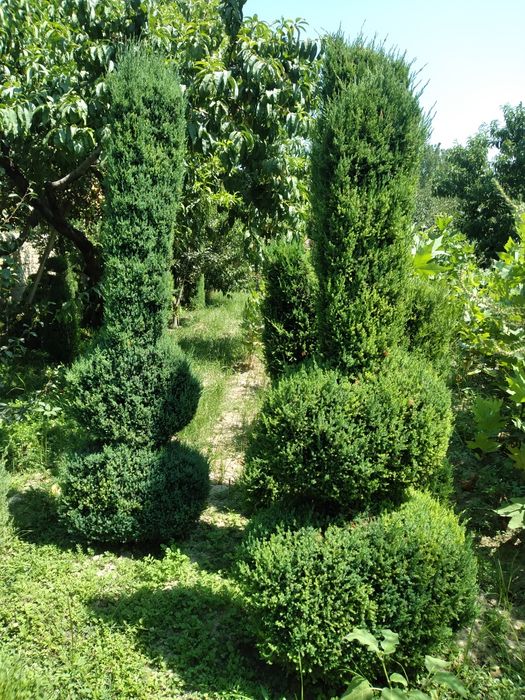 Арчалар бор арзон нархларда келишилган холда сотилади