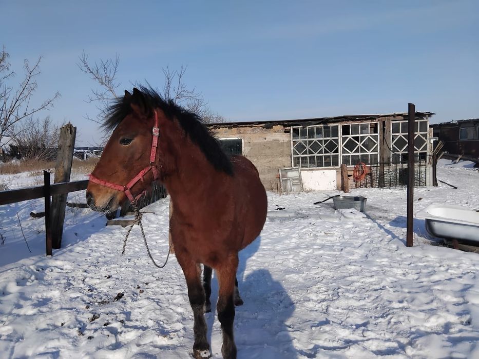 Айғыр сатылады мінгі жуас