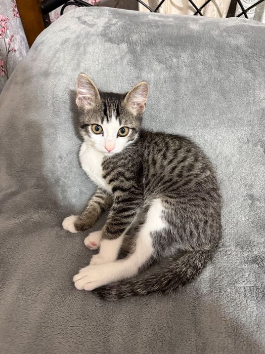 Ласковый кот, мальчик, 5 месяцев в добрые руки