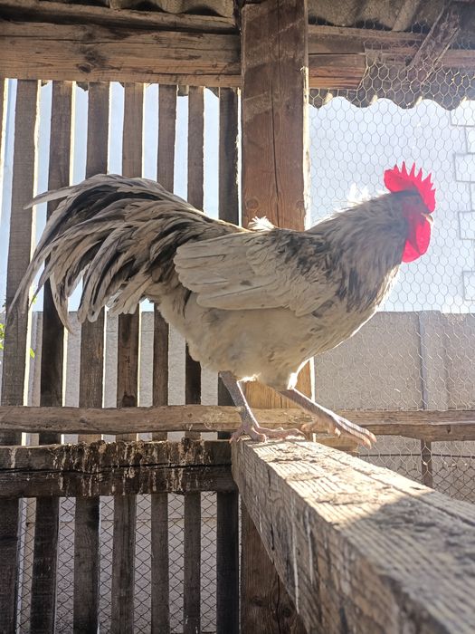 Vând cocoș australorp splash 2025